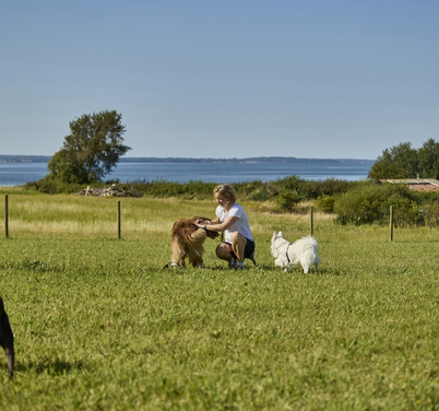 Hundefreundlicher Campingplatz